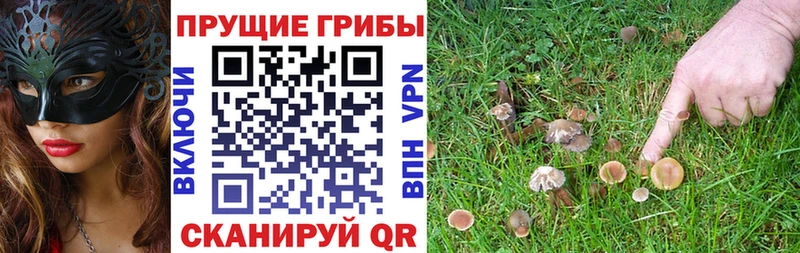 Псилоцибиновые грибы прущие грибы  Курчалой 
