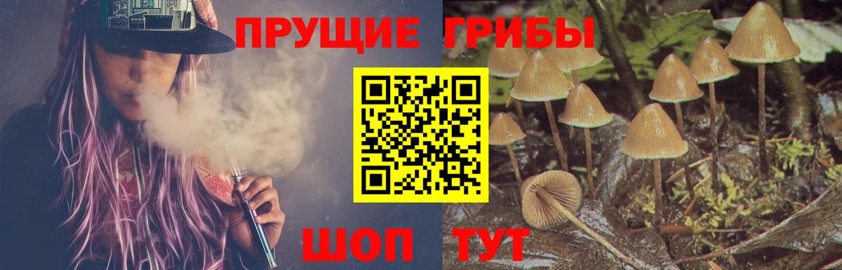 Псилоцибиновые грибы Psilocybe Курчалой
